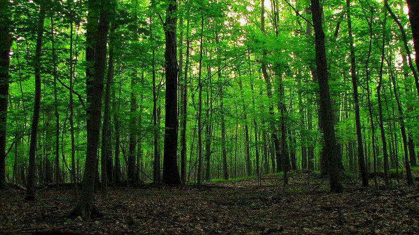 Hedef 1 yıl içinde 1 milyon 400 bin fidan