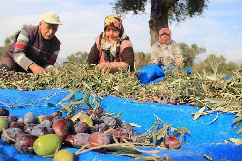 Zeytin üreticisi market fiyatına şaştı