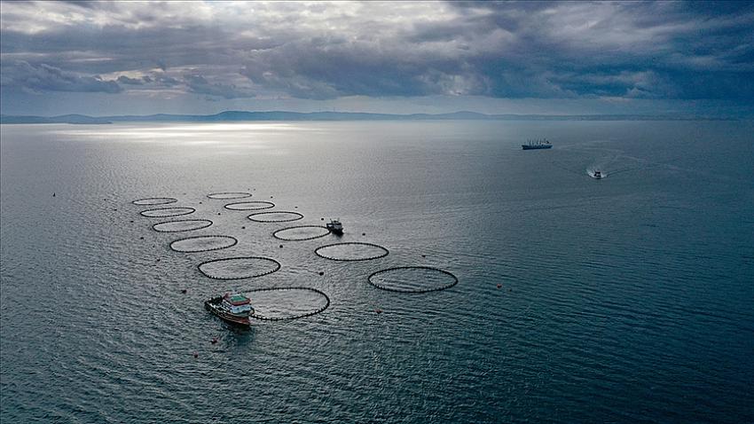Türkiye balıkçılıkta geçen yıl 1 milyon tonla rekor kırdı