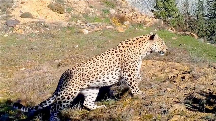 Anadolu leoparı iki ayrı bölgede